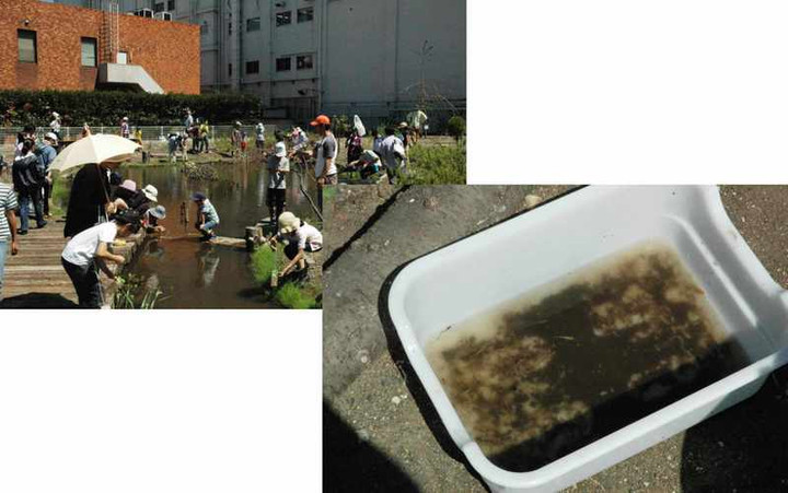 鶴見大学ビオトープ