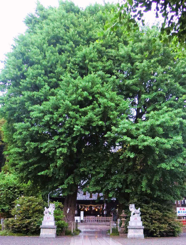 Cimg0053_2