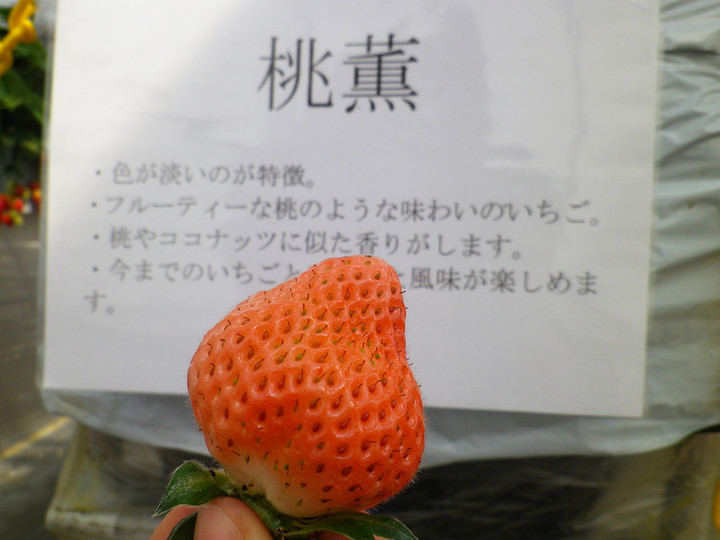 Imgp3662