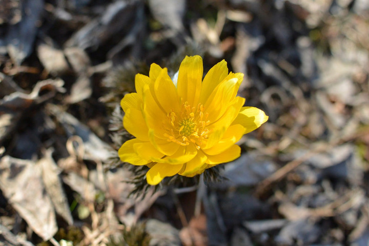 Dsc_4675 Dsc_4675