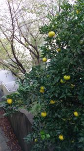 Dsc_4237_a_blog